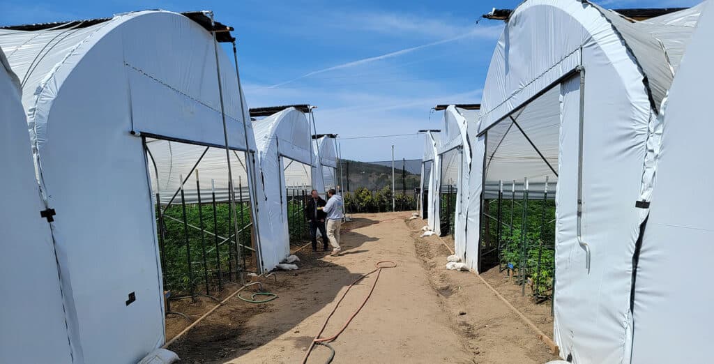 Hoop houses